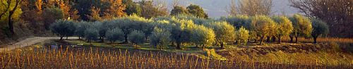 Photo panoramique d'oliviers dans la lumière du soir