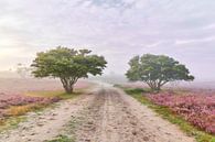 Zonsopkomst op de paarse hei van Ad Jekel thumbnail