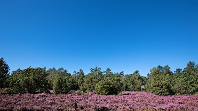 Heide van Bo Valentino