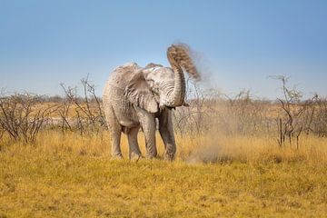 African elephant (Loxodonta africana) takes a mud bath by Chris Stenger