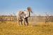 Afrikaanse olifant (Loxodonta africana) neemt een stofbad van Chris Stenger