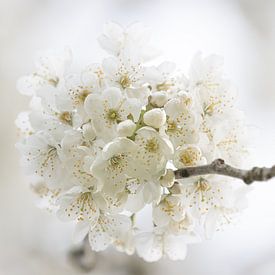 White blossom on a branch by Clazien Boot
