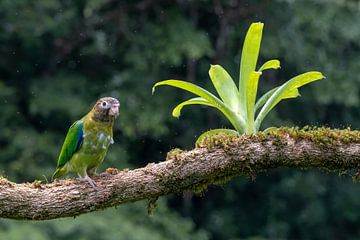 Rainbow Colored Parrots by Merijn Loch