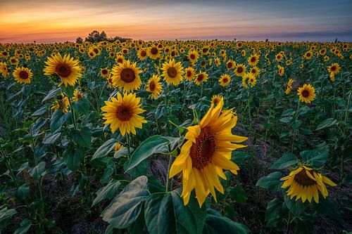 Zonnebloemen bij zonsondergang
