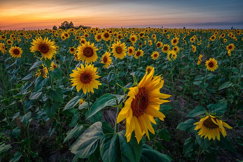 Sunflowers at sunset by Leon Okkenburg