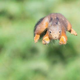 Springendes Eichhörnchen von Anna Stelloo