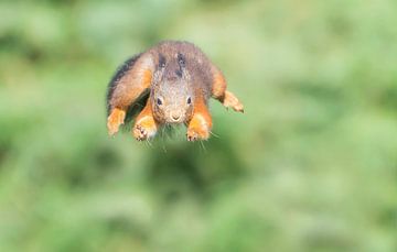Springende eekhoorn van Anna Stelloo