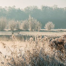 Low-hanging fog over the water with frost