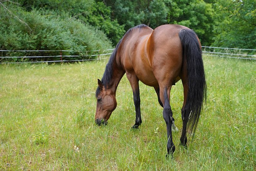 Trakehner Feldmeyer in the pasture by Babetts Bildergalerie