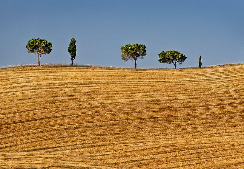 Bomenrij in Toscane von Marcel van Balken