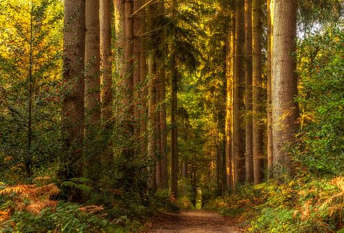 Herfst in het Vijlenerbos in Zuid-Limburg