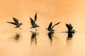 Zonsondergang Dans - Het Ritmische Ballet van een Meeuw van Femke Ketelaar