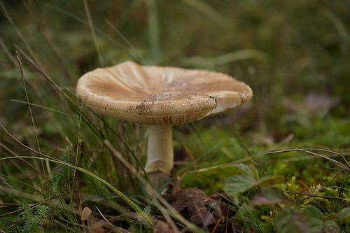 Paddestoel op zn mooist
