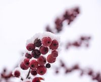 Rood en wit