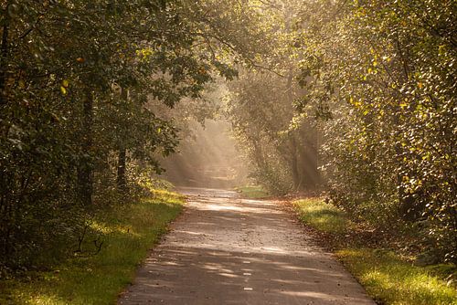 Lumière dans la forêt