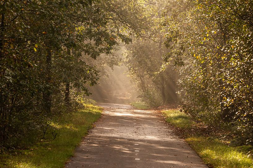 Lumière dans la forêt par Evelien Huisman
