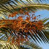 Dattelpalme mit orangefarbenen Früchten von Adriana Mueller