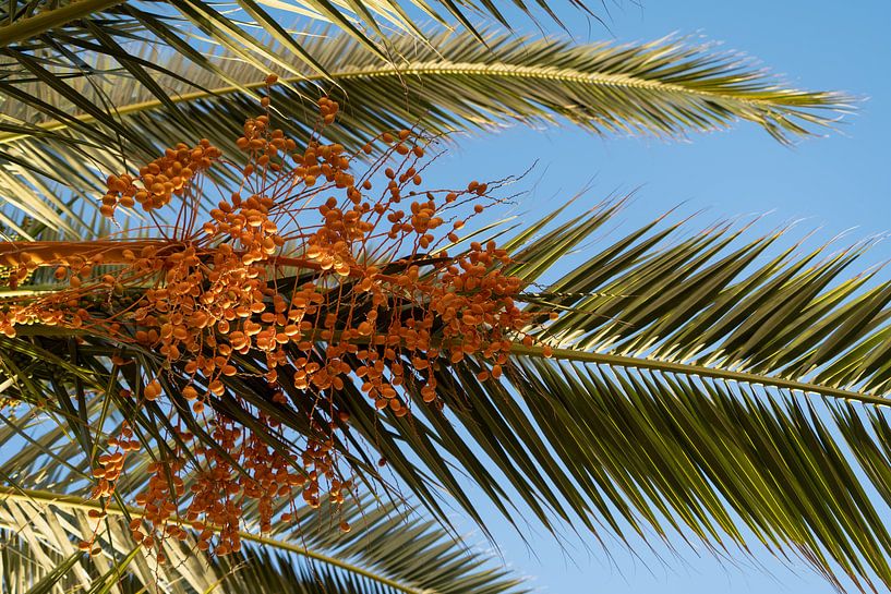 Dattelpalme mit orangefarbenen Früchten von Adriana Mueller