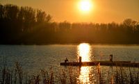 aalscholver