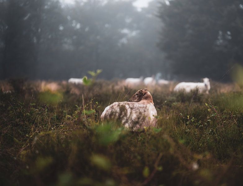 Wolfhezer heide part 3 van Tania Perneel