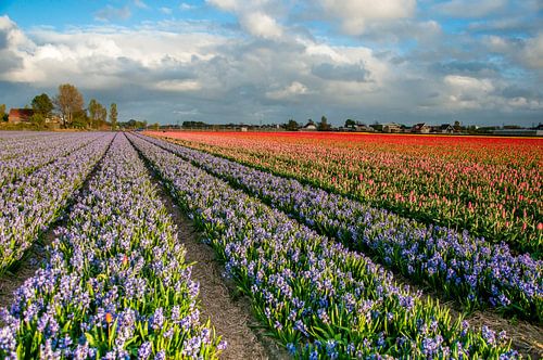 Tulpen veld in amsterdam
