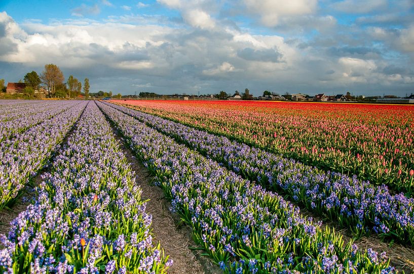 Tulips field by Pix-Art By Naomi.k