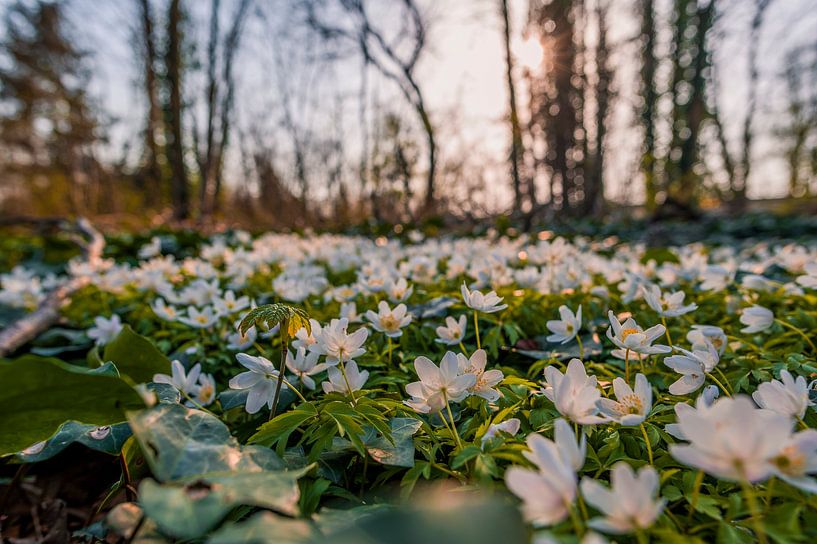 Bosanemoon von Peter Deschepper