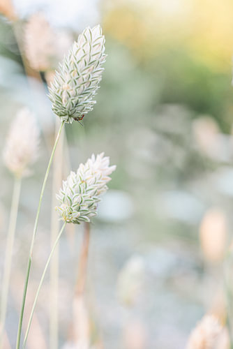 A delicate little tuft