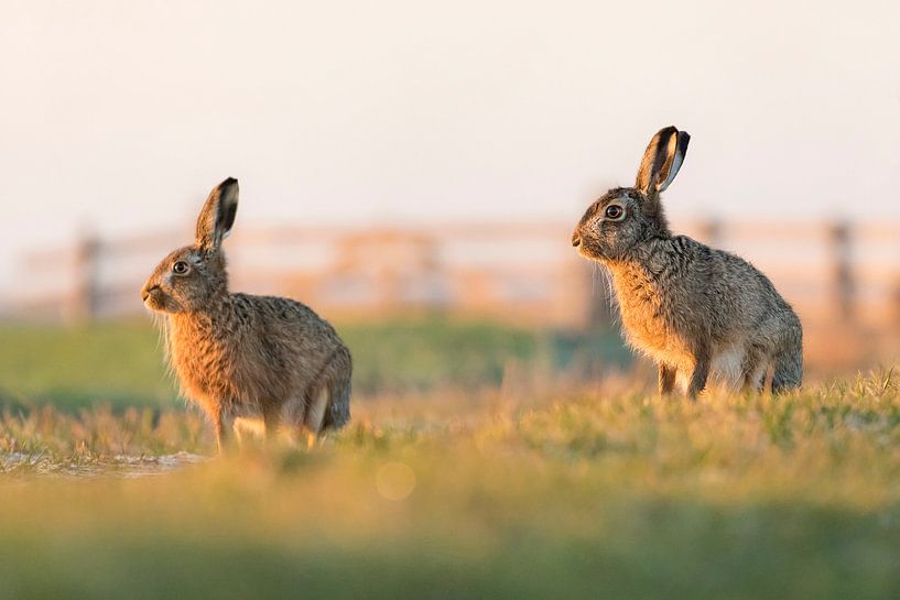 Natur | Hasen in der Nähe der Wiese von Servan Ott