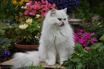 Katze streckt die Zunge heraus