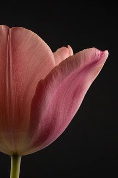 Slightly more than just half a tulip by Marjolijn van den Berg