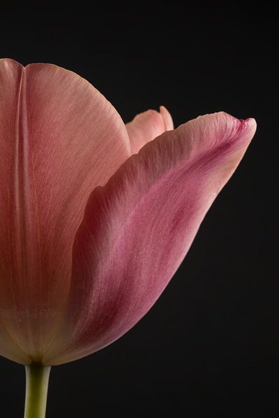 Slightly more than just half a tulip by Marjolijn van den Berg