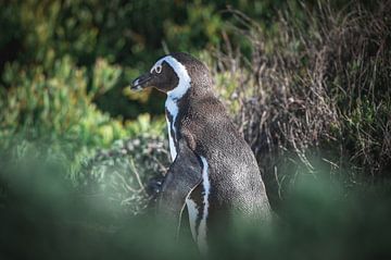 Lonely penguin by Youri Zwart