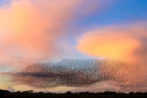 Starling Murmuration während des Sonnenuntergangs mit bunten Wolken von Sjoerd van der Wal Fotografie