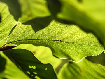 Quirl, Saxon Switzerland - Beech leaf structure by Pixelwerk