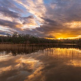 Sonnenaufgang an der Schwarzkiefer von Dennie Jolink