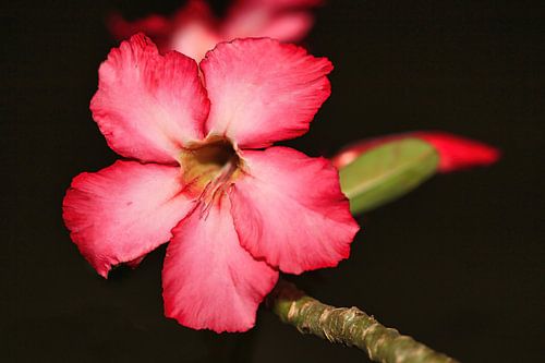 Desert Rose
