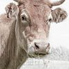 Portrait de vache avec de l'herbe. sur Alie Ekkelenkamp