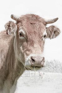 Koe portret met gras.