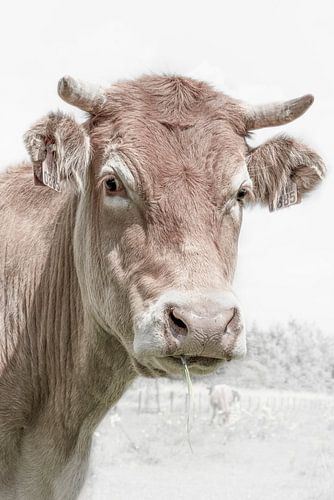 Koe portret met gras.