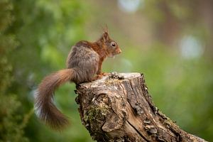 Eichhörnchen auf Stamm. von Tanja van Beuningen