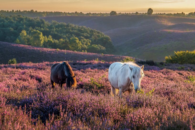 Wild horses by Patrick Rodink