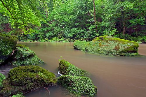 Ein rostiger Fluss bahnt sich seinen Weg durch einen grünlichen Wald.