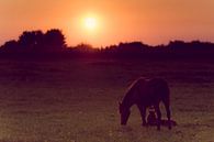 Paard en veulen met zonsondergang van Photography by Karim thumbnail