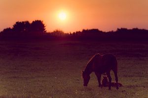 Paard en veulen met zonsondergang van Photography by Karim
