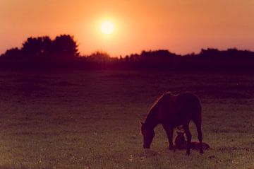 Paard en veulen met zonsondergang