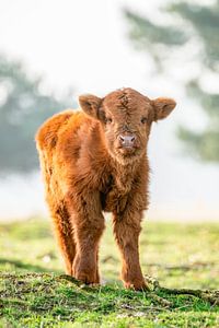 Schottisches Highlander-Kalb