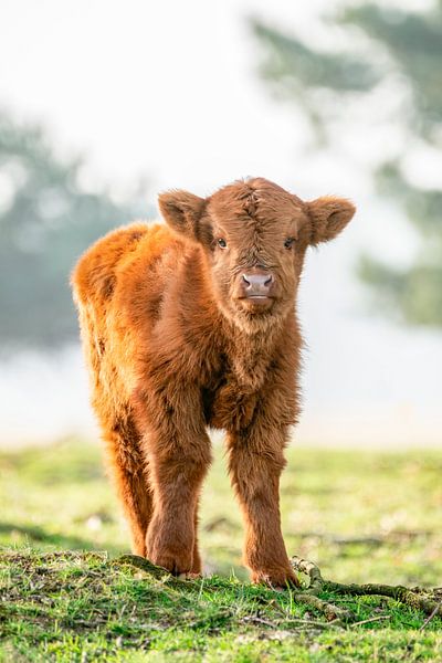 Veau écossais Highlander par Albert Beukhof