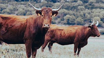 Spanish bull by Paul Vergeer