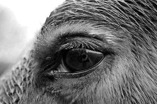 Paardenoog